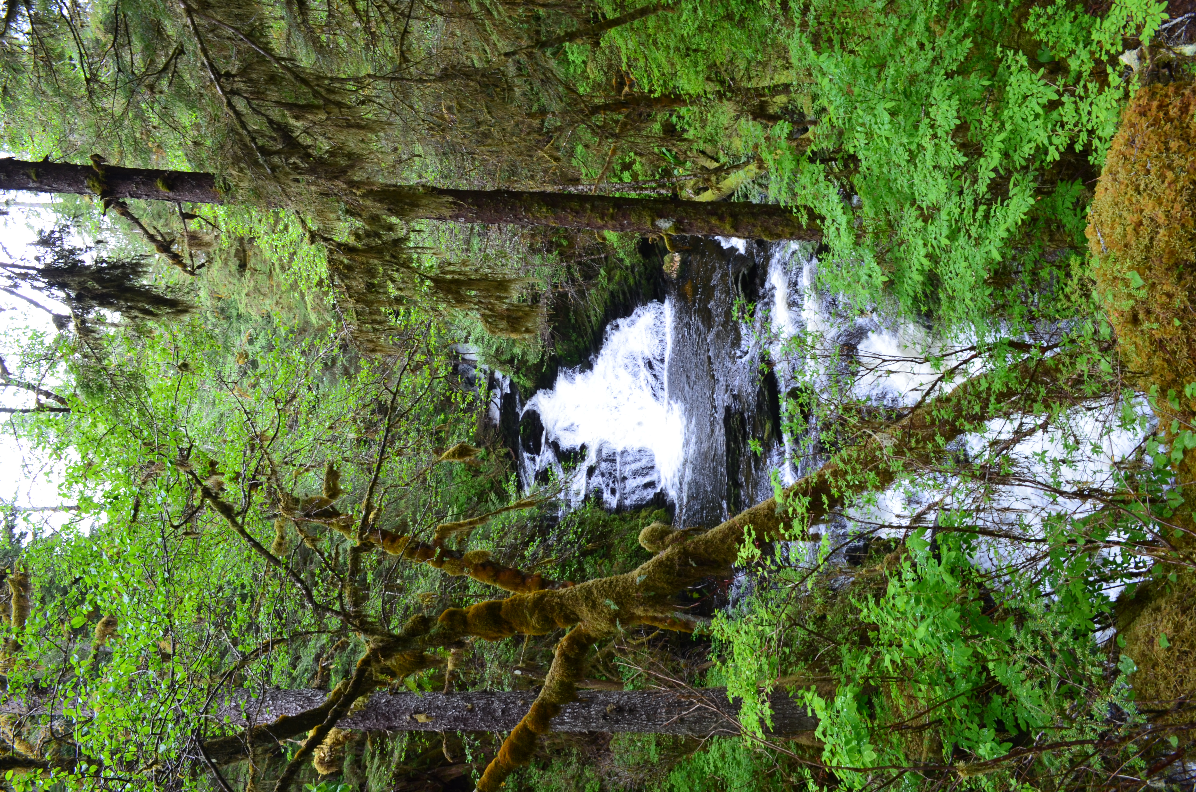 ./2017/08 - Alaska Cruise/11 - Ketchikan/DSC_0486.JPG